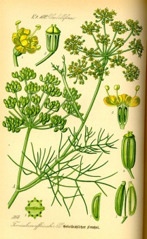 Fenchel braun (bitter) bio